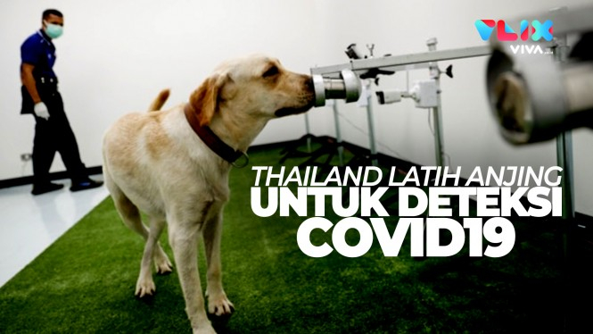 Thailand Latih Anjing Untuk Deteksi COVID-19