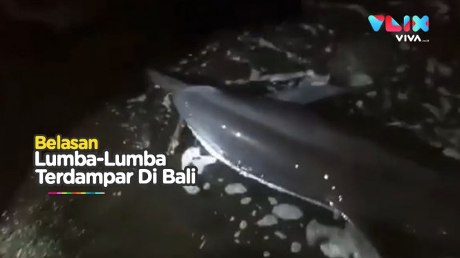 Heboh! Belasan Lumba-lumba Terdampar di Pantai Bali