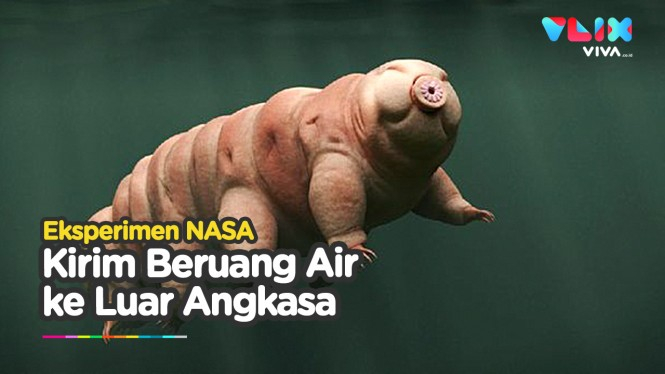 NASA Bawa Cumi-cumi dan Beruang Air ke Luar Angkasa
