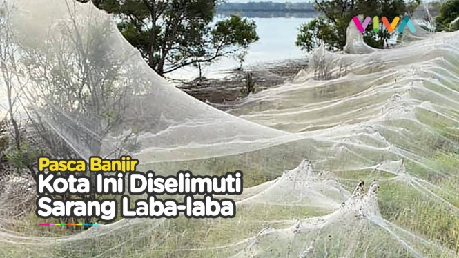 Sarang Laba-laba Menyelimuti Kota di Australia