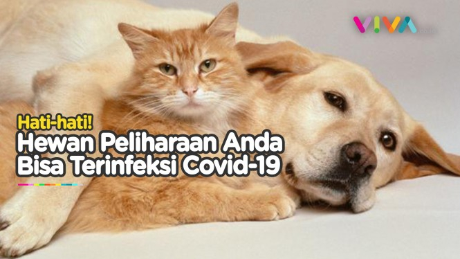Waspada! Kucing dan Anjing Berpotensi Terinfeksi Covid-19
