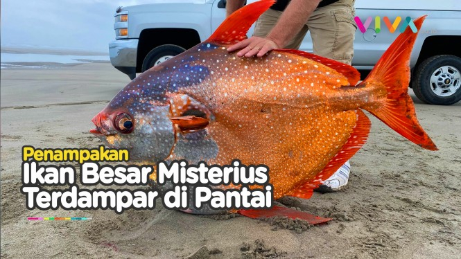 Besar dan Misterius, Ikan Seberat 45 Kg Terdampar di Pantai