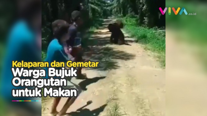 Pelebaran Kebun Kelapa Sawit Mengganggu Habitat Orangutan