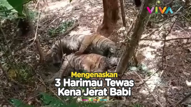 Mengenaskan, Tiga Harimau Mati dalam Keadaan Membusuk