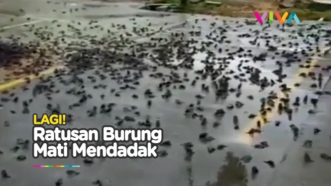 Fenomena Aneh, Ratusan Burung Mati Terkapar