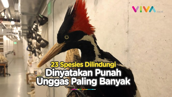 23 Spesies di AS Telah Punah, Termasuk Burung Pelatuk