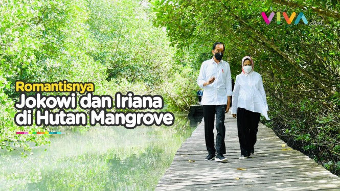 Presiden Jokowi dan Ibu Negara Jalan-jalan di Hutan Mangrove