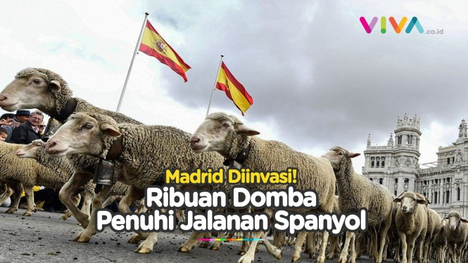 Ketika Domba Ambil Alih Kota Madrid, Mobil Harap Minggir