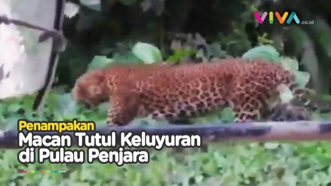 Seekor Macan Tutul Keluar di Nusakambangan