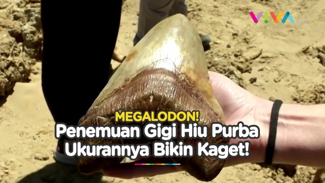 Penemuan Gigi Hiu Purba Megalodon! Ukurannya Bikin Takjub