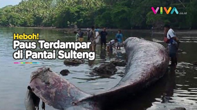 Geger! Ikan Paus Belasan Meter Terdampar di Sulawesi Tengah