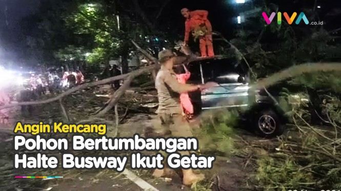 Kencangnya Angin Jakarta Bikin Pohon Betumbangan Timpa Mobil