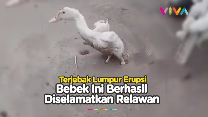 Relawan Menolong Seekor Bebek yang Terjebak di Lumpur Erupsi