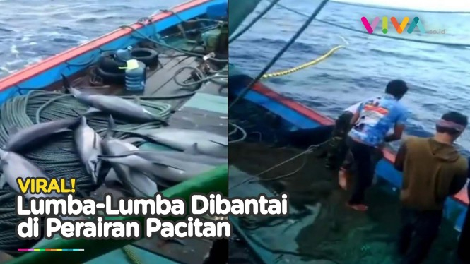 Lumba-lumba Mati Bergelimpangan di Atas Kapal Nelayan