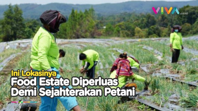 Pemerintah Perluas 'Food Estate' untuk Tingkatkan Pertanian
