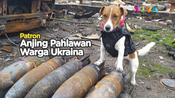 Sosok Anjing yang Sukses Selamatkan Banyak Warga Ukraina