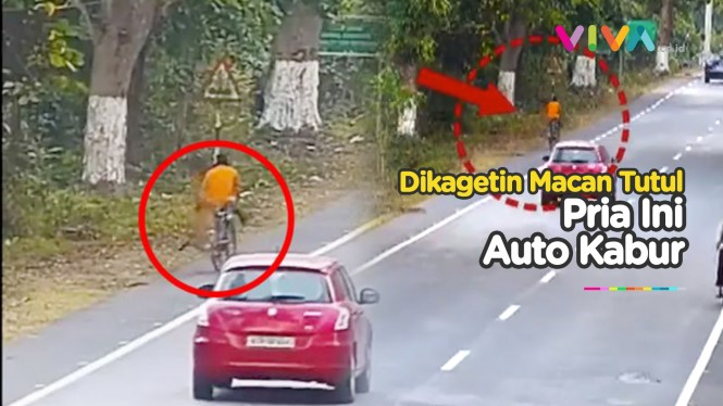 Ngeri! Macan Tutul Terkam Pesepeda di Jalan Raya