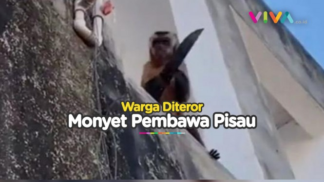 NGERI! Warga Kota Dihantui Aksi Monyet Pembawa Pisau