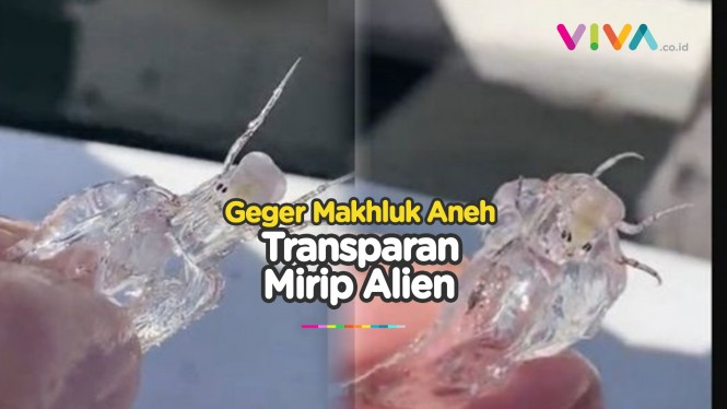 Nelayan Temukan Makhluk Transparan Mirip Alien, Apa Itu?