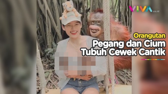 VIRAL! Aksi Orangutan 'Nakal' Bikin Geger Media Sosial