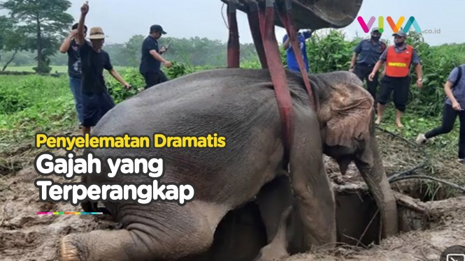 Evakuasi Ibu dan Bayi Gajah yang Terjebak Dalam Lubang Got