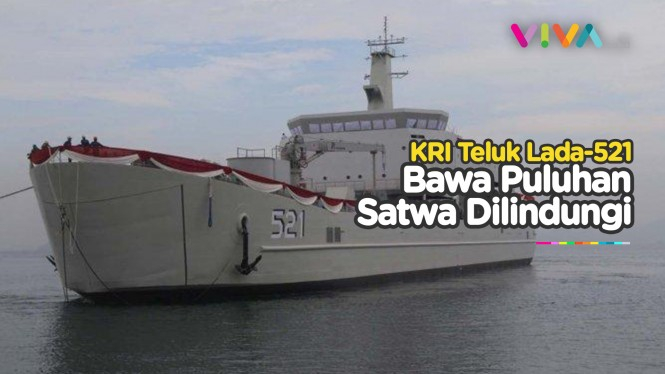 KSAL Usut Penemuan Satwa Dilindungi di Kapal TNI AL