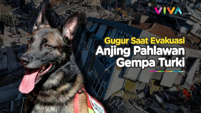 Proteo, Anjing Heroik Gugur Saat Selamatkan Korban Gempa