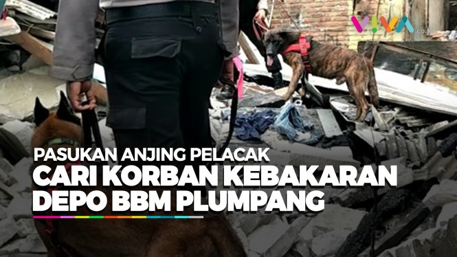 Anjing Pelacak 'Endus' Korban Kebakaran Depo BBM Plumpang