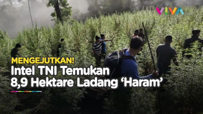 Ladang 'Haram' Misterius Ditemukan Intel TNI