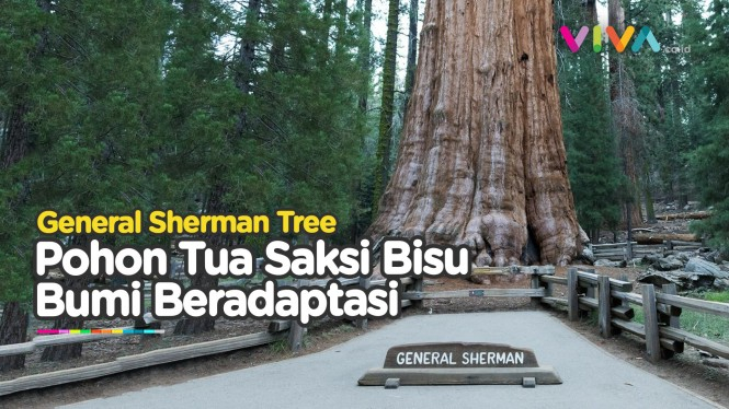 Potret General Sherman Tree Pohon Terbesar Dunia