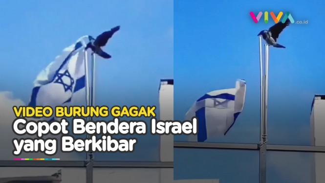 Aksi Burung Gagak 'Muntahkan' Bendera Israel