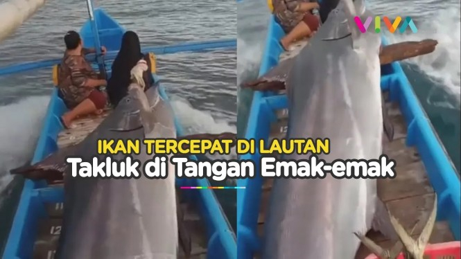 Emak-emak Taklukan Ikan Raksasa Sebesar Perahu