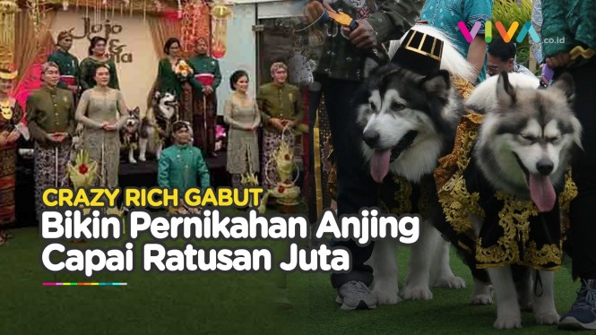 Pernikahan Anjing Pakai Adat Jawa, Rogoh Kocek Ratusan Juta