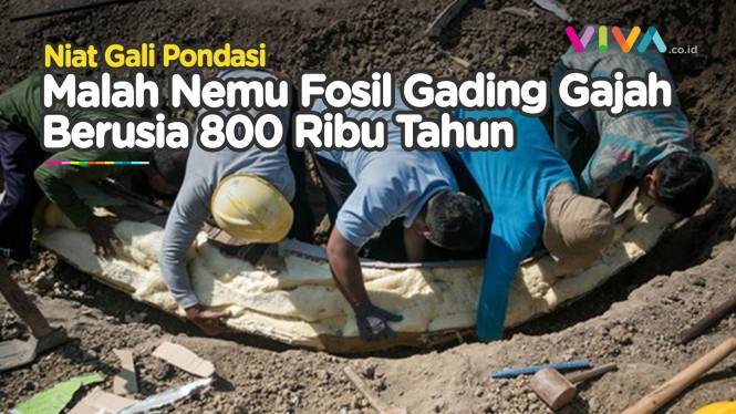 Penemu Fosil Gading Gajah di Sragen Cuman Dapat Imbalan..