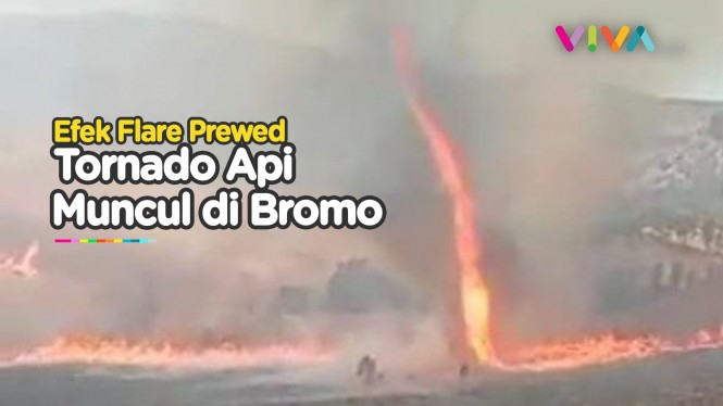 Tornado Api Muncul di TNBTS Bromo, Flora-Fauna Terancam!