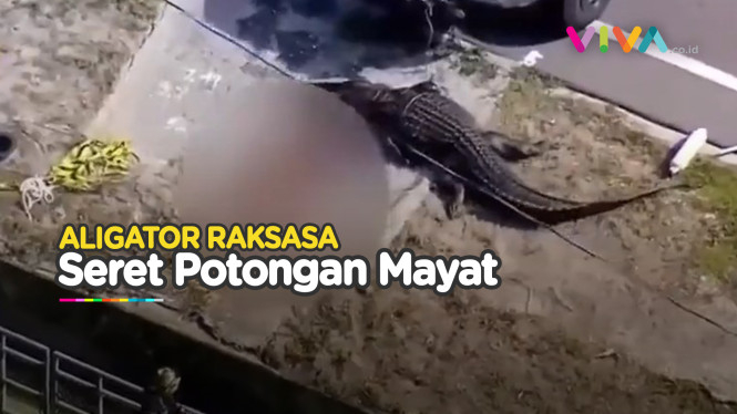 Aligator Raksasa Ditembak Mati saat Potongan Jasad Manusia