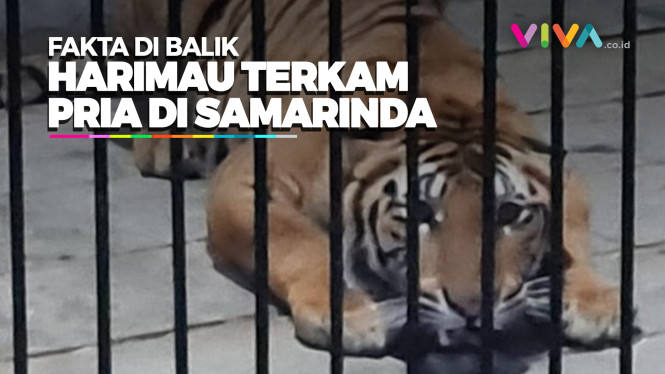 Fakta Pria Tewas Diterkam Harimau Milik Majikan di Samarinda