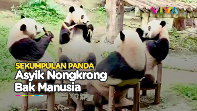 BIKIN GEMAS! Para Panda Kumpul Bareng Sambil Ngemil