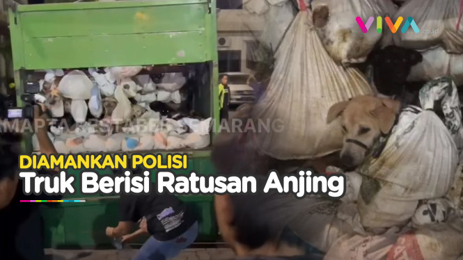 Aksi Polisi Cegat Truk Muatan Ratusan Anjing di Semarang