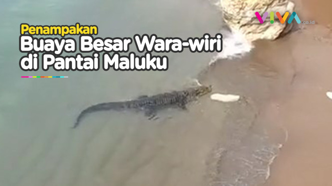 Geger Buaya Besar di Pinggir Pantai Maluku