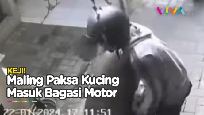 CCTV Pencurian Kucing, Dimasukkan Paksa ke Bagasi Motor