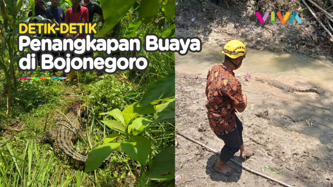 Buaya 2 Meter Ditemukan di Bojonegoro, Dekat Pemukiman Warga