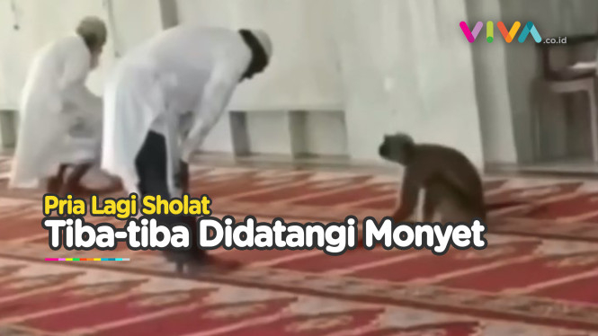 Monyet Masuk Masjid, Bikin Jamaah Ragu Lanjutkan Sholat