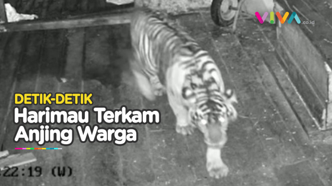 SECEPAT KILAT! Harimau Besar Terkam Anjing di Siak Riau