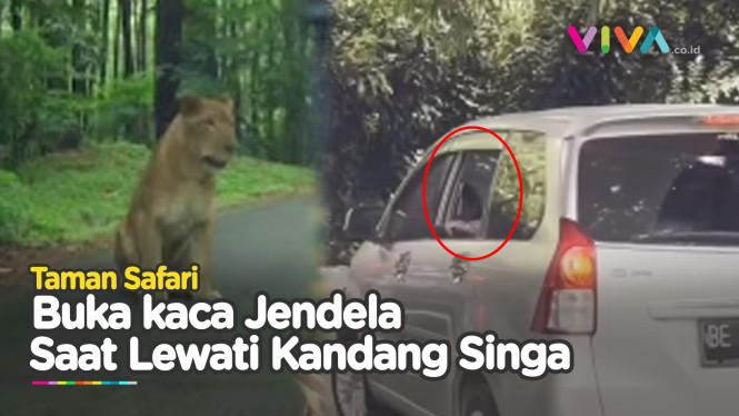 Viral! Pengunjung Taman Safari Tak Takut Mati, Buka Jendela