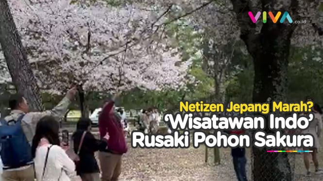 Netizen Jepang Ngamuk! Bunga Sakura Diduga Dirusak WNI