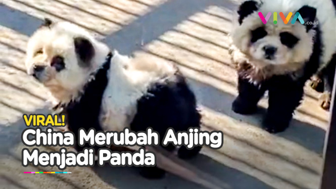 MIRIS! Kebun Binatang di China Sulap Anjing Biar Mirip Panda