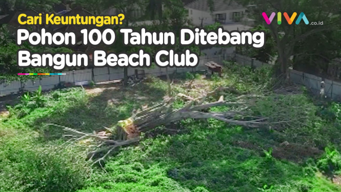 Pohon 100 Tahun Ditebang Demi Bangun Beach Club Bali