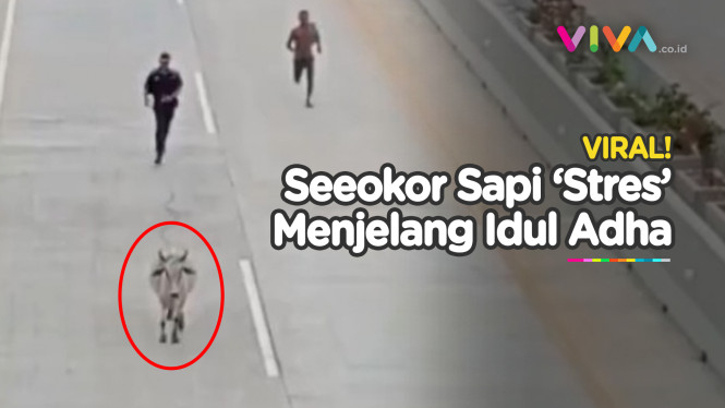 Salah Server, Sapi Nekat Melenggang Lawan Arus di Jalan Tol