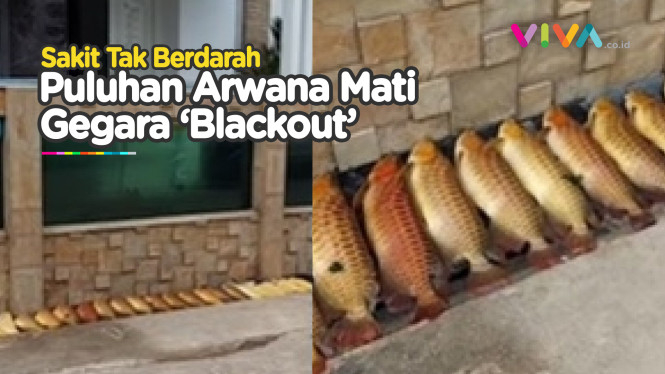 Rugi Ratusan Juta! Puluhan Ikan Arwana Mati Imbas 'Blackout'